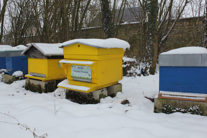 La ruche Sololbe Mouque